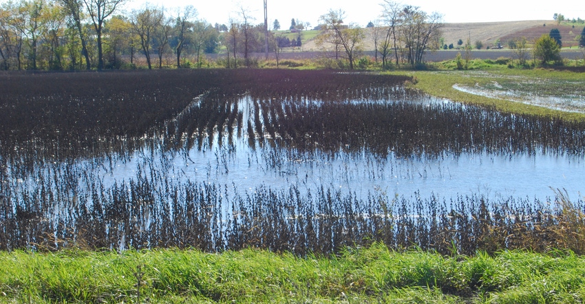 Flood water rests in soybean field