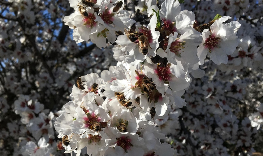TNFP1001-ARS-honeybees.jpg TNFP1001-ARS-honeybees.jpg