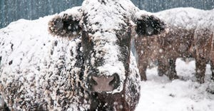 closeup of beef cow covered in snow