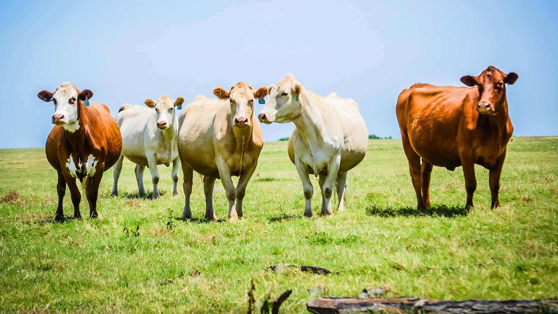 Beef import surge more about supply and demand than politics