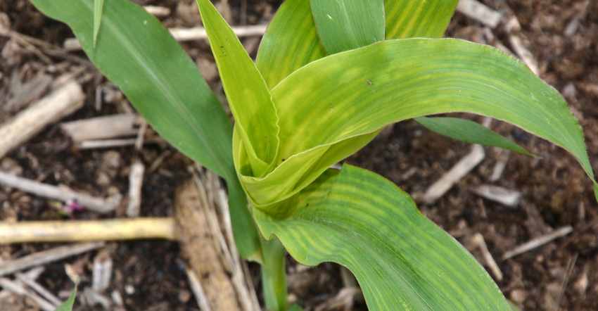 leaves on corn plant