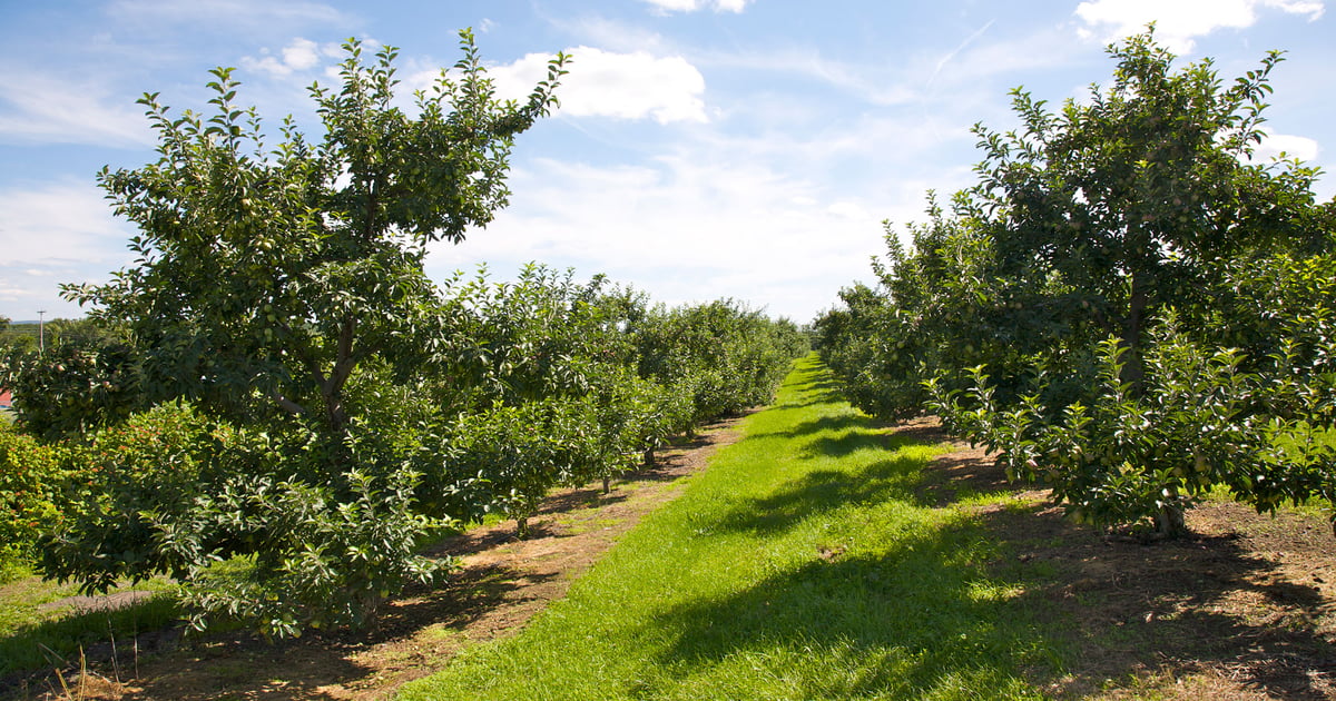 $1 billion still available in specialty crop assistance