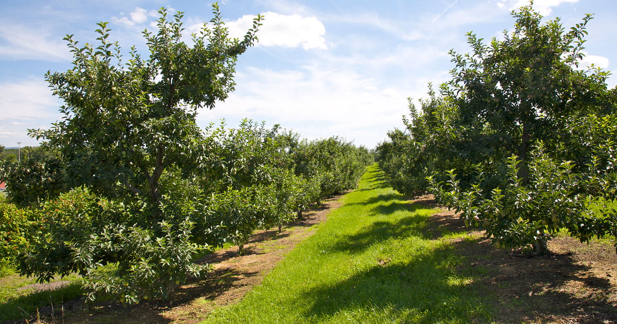$1 billion still available in specialty crop assistance