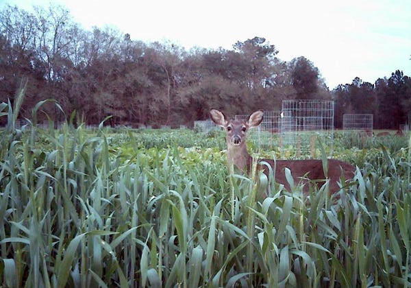 Best Time to Plant Food Plots in Florida: Ultimate Guide for Success 3 Best Time to Plant Food Plots in Florida: Ultimate Guide for Success