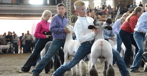 Maddox Horner braces his reserve champion crossbred lamb during the champion drive in the Coliseum at the 2022 Illinois State
