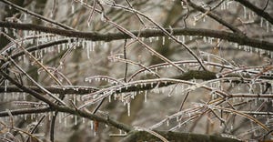 freezing rain on tree branches