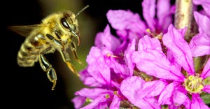 honeybee-getty-images-istockphoto-980296216.jpg