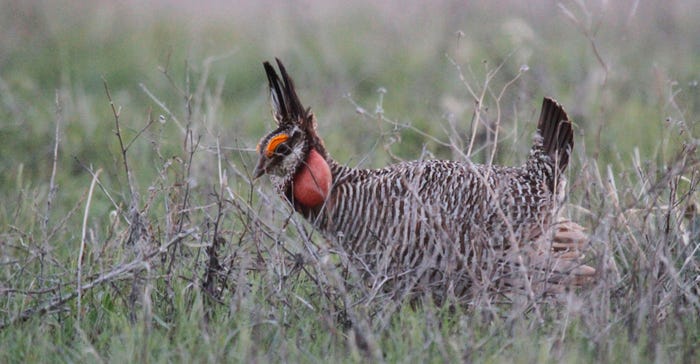 A male lesser prairie chicken stands on a breeding area, called a lek