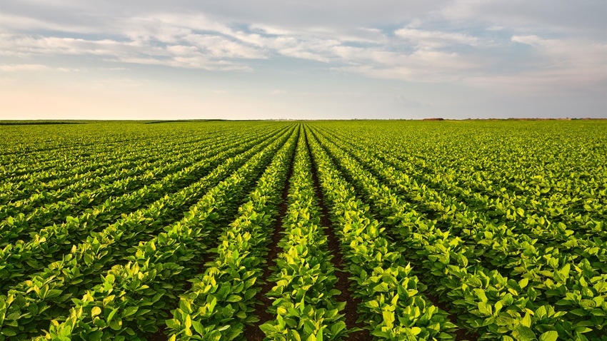 A landscape view of a soybean field
