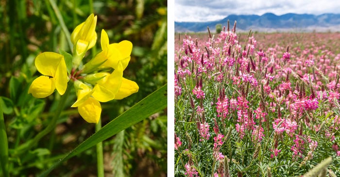 yellow birdsfoot trefoil flower and pink sainfoin flowers side-by-side