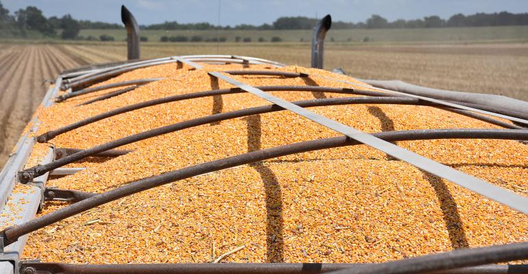 Grain in the back of a semi-truck