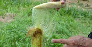 silks hanging from ear of corn