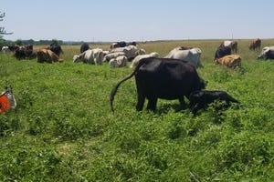 Cows grazing weedy pasture
