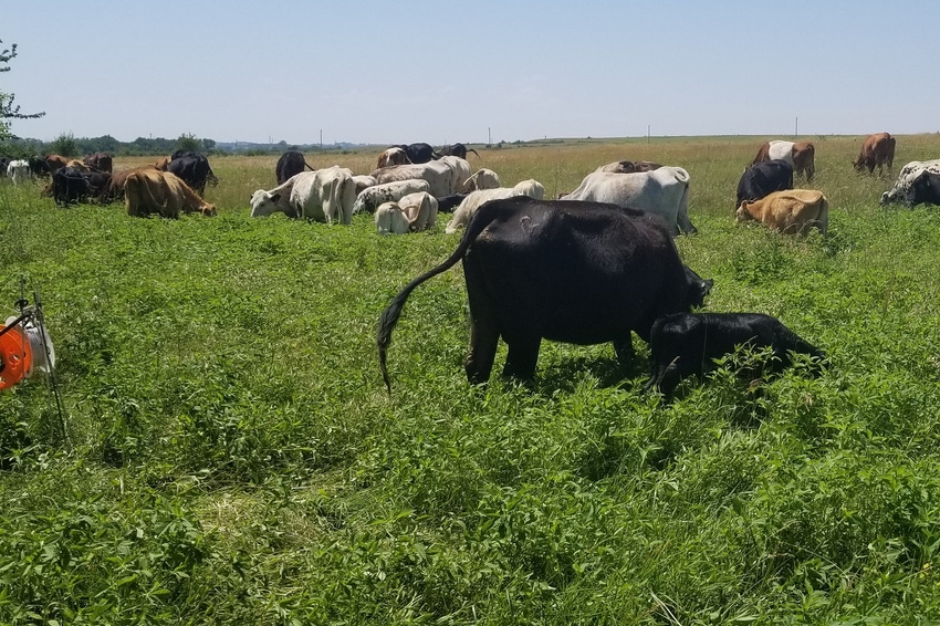 Cows grazing weedy pasture