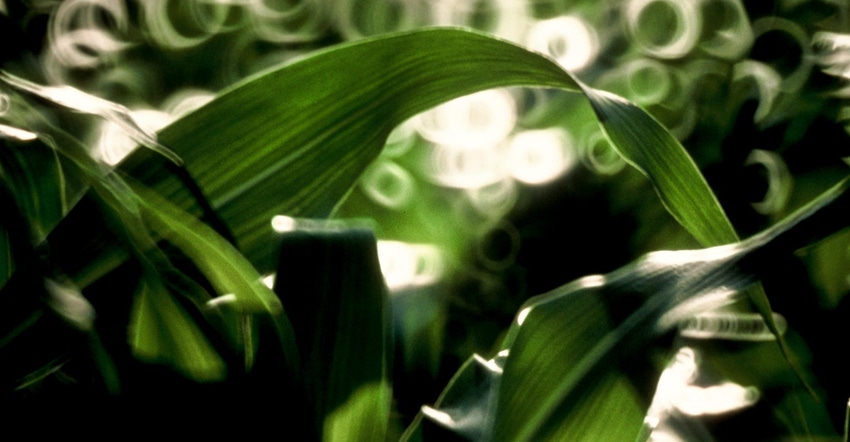 A close up of corn leaves