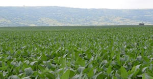 landscape view over green corn field