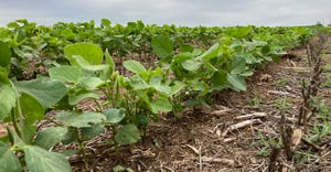 Young soybean crop
