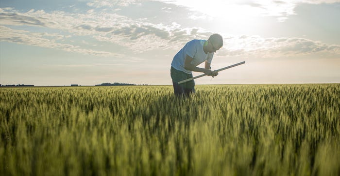 Farmer in wheat field