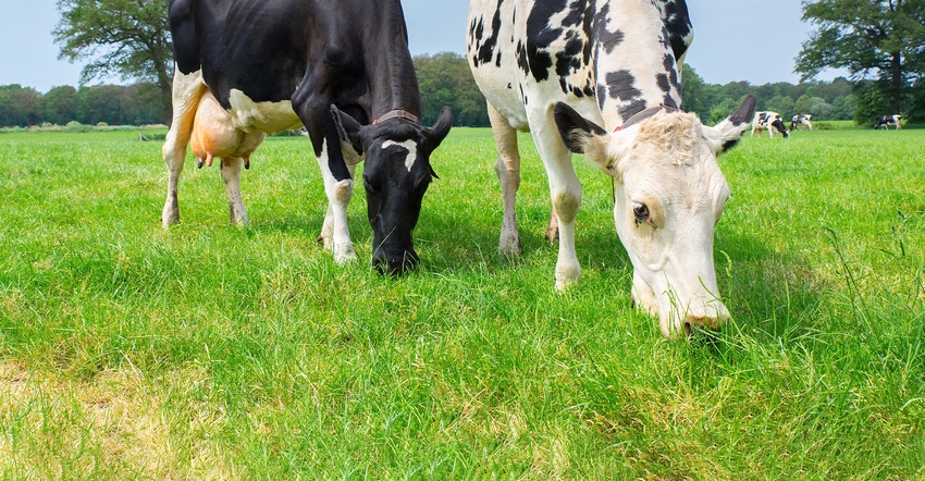 two dairy cows grazing