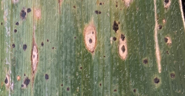 tan to brown lesions with dark borders  around the tar spots onplant