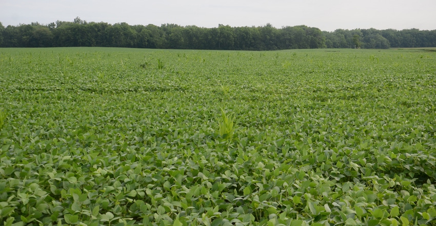 soybean field