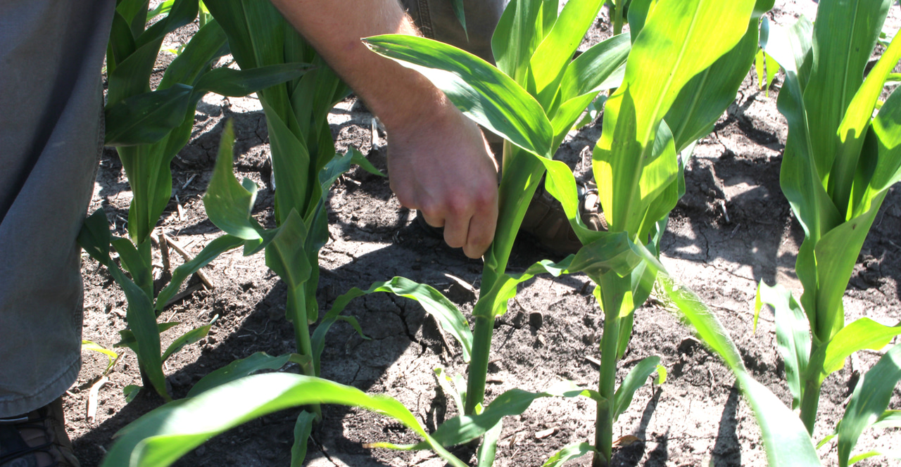 4 steps to tissue testing