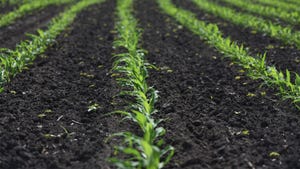 Rows of soil and green corn seedlings