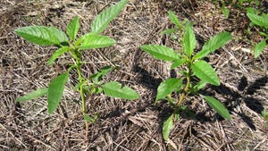 A close up and top view of waterhemp growing in field