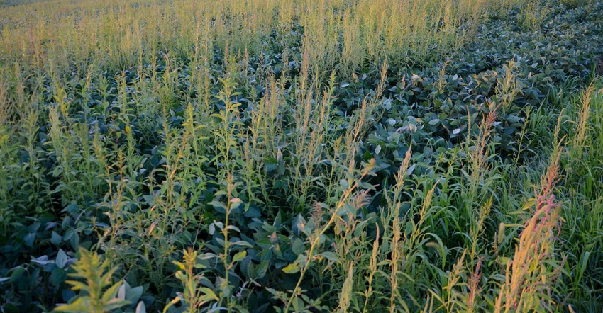 Weeds in spring soybean field