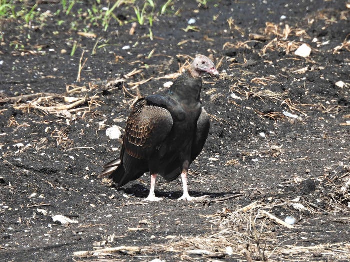 passion4nature/Getty Images - Juvenile turkey vulture