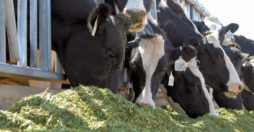 Cows line up to eat silage outdoors