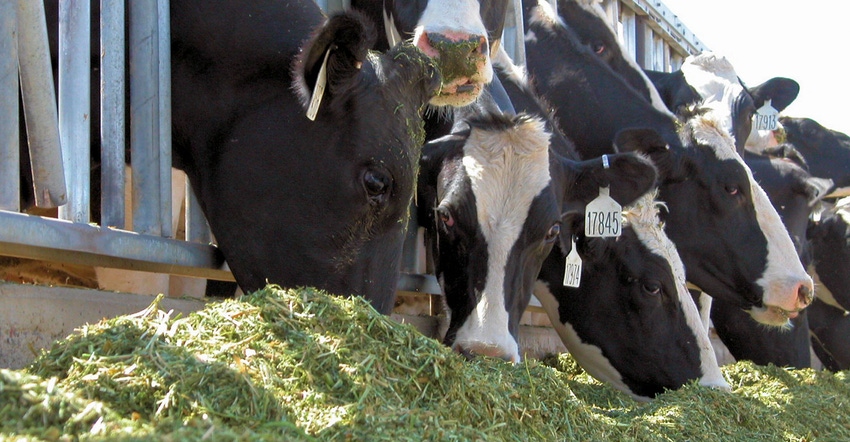 Cows line up to eat silage outdoors Cows line up to eat silage outdoors