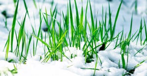 green grass sprouting through snow