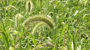 A close-up of foxtail in a field
