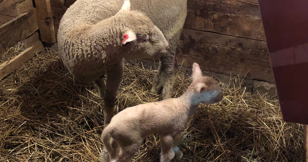 43rd annual Ohio Dorset Sale draws from 10 states