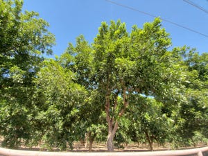 SHELLEY-HUGULEY-19-pecan-trees-2.jpg