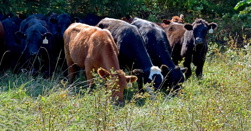 Cattle on pasture