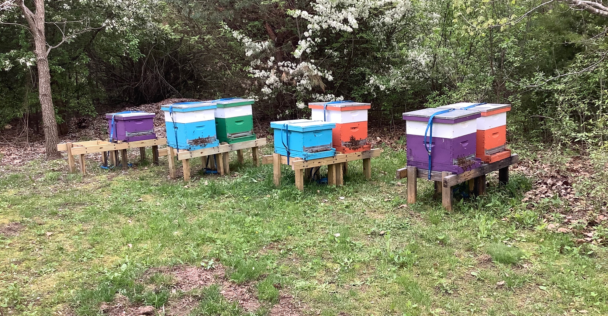 Beekeeping Is All the Rage. These Programs Can Help Veterans Get