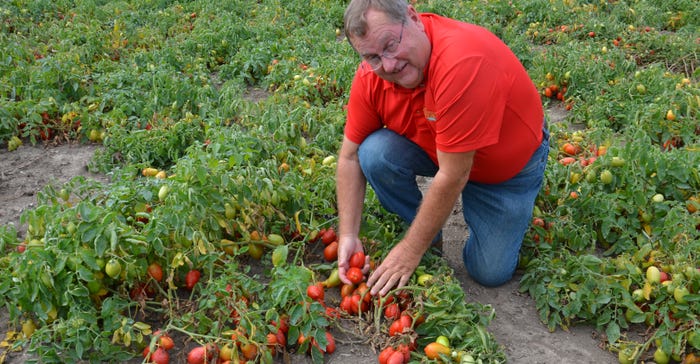 Steve Smith checks tomatoes