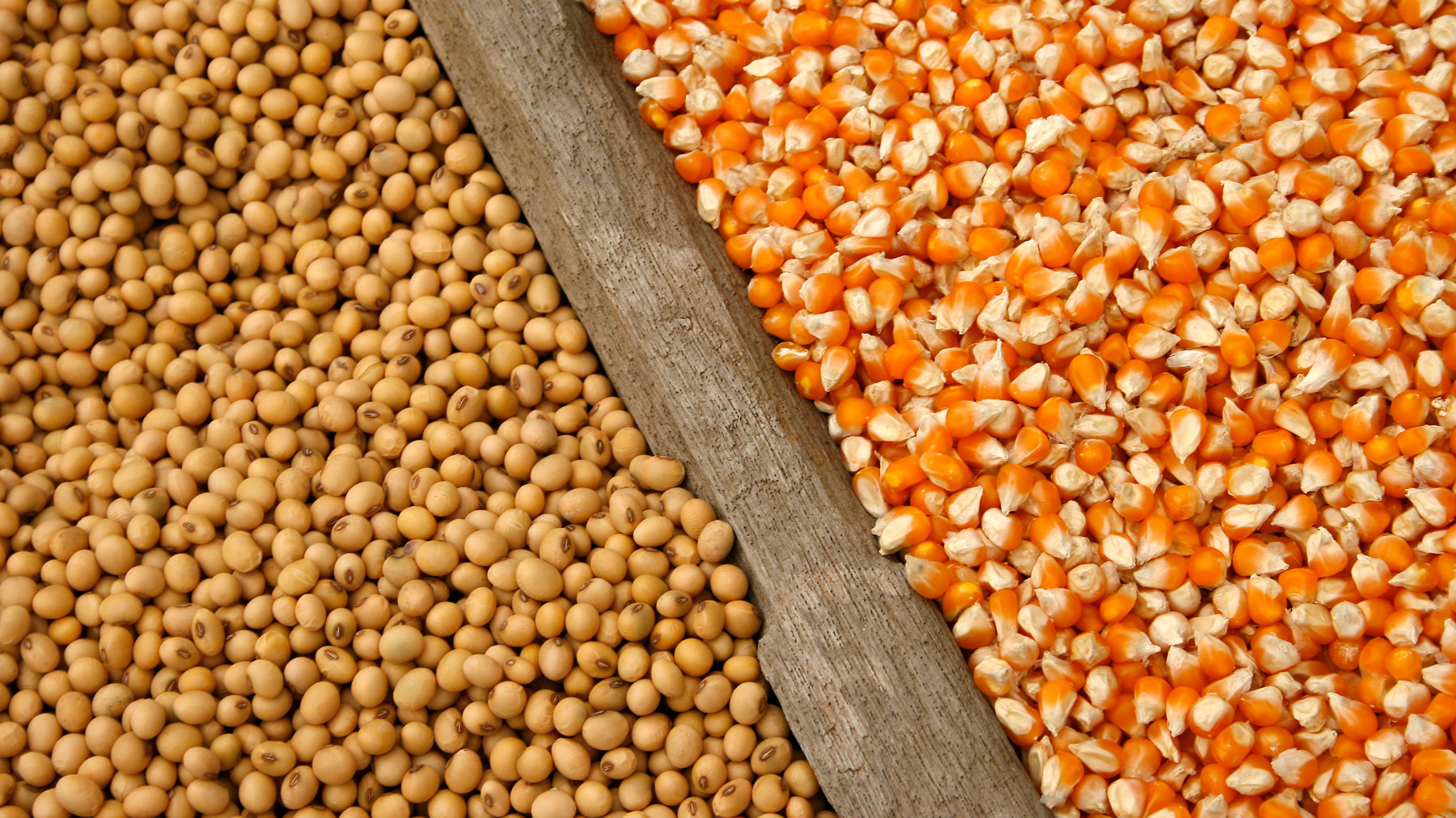 Seed companies share top soybean, corn options