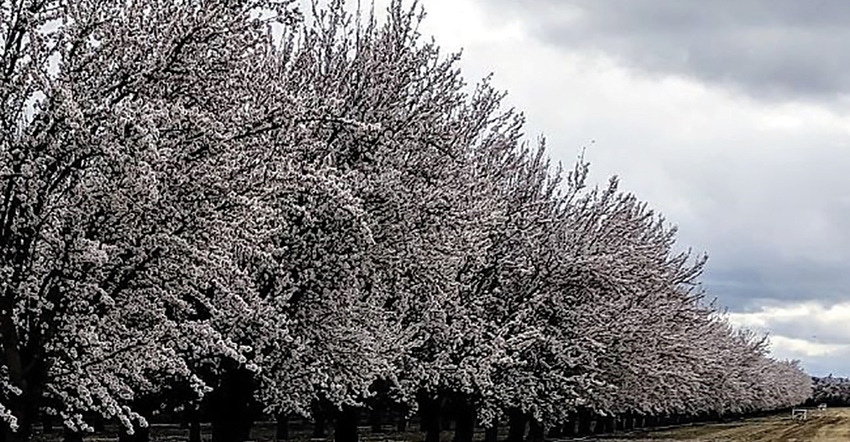 TNFP0303-ARS-almond-blossom.jpg