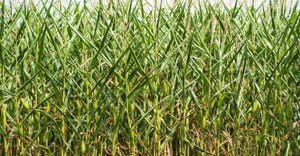 Dry corn crop