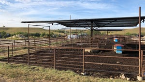 cattle pens with shade