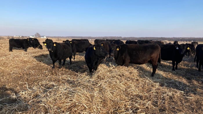 Cows in field with dry hay