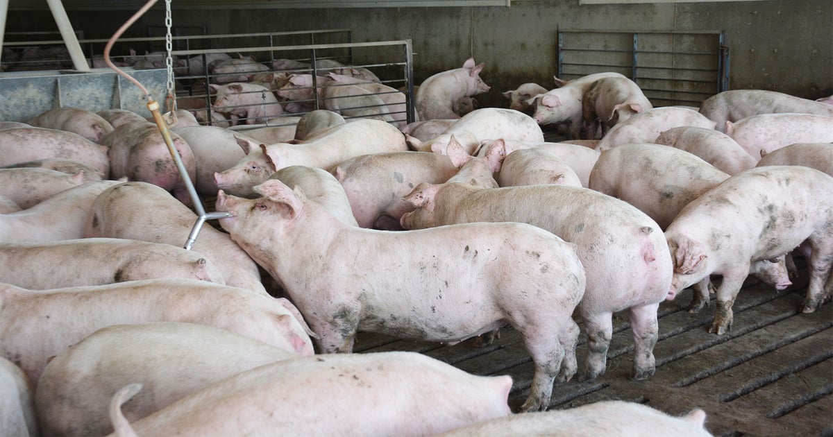 Resiliency is key for hog industry