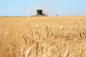 SWFP-SHELLEY-HUGULEY-wheat-harvest-evans-19-4775.jpg