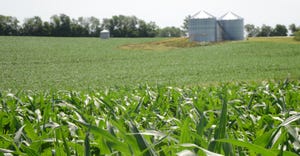 Iowa corn field
