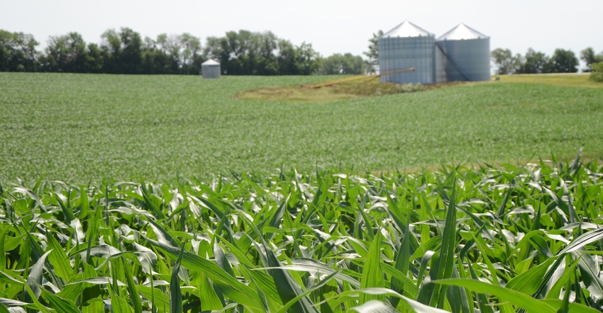 Iowa corn field Iowa corn field