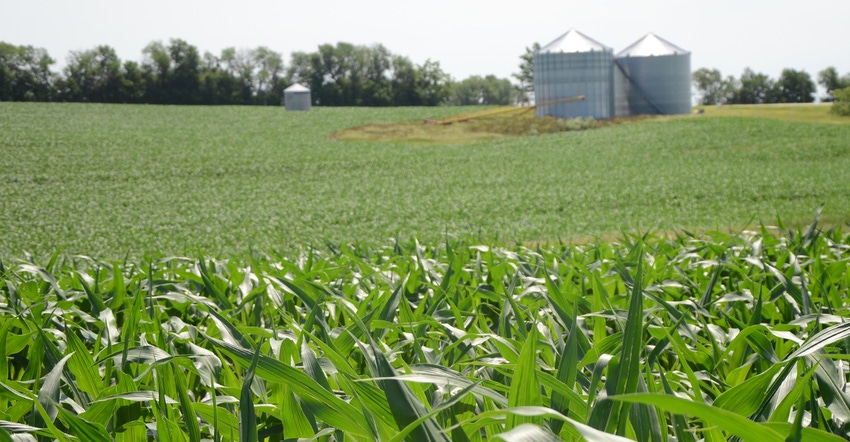 Iowa corn field