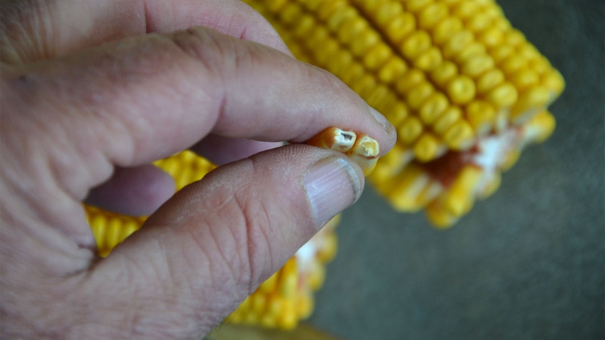 A close-up of two fingers pinching two kernels of corn with some discoloration